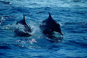Dolphin Observation | Snorkel  photo
